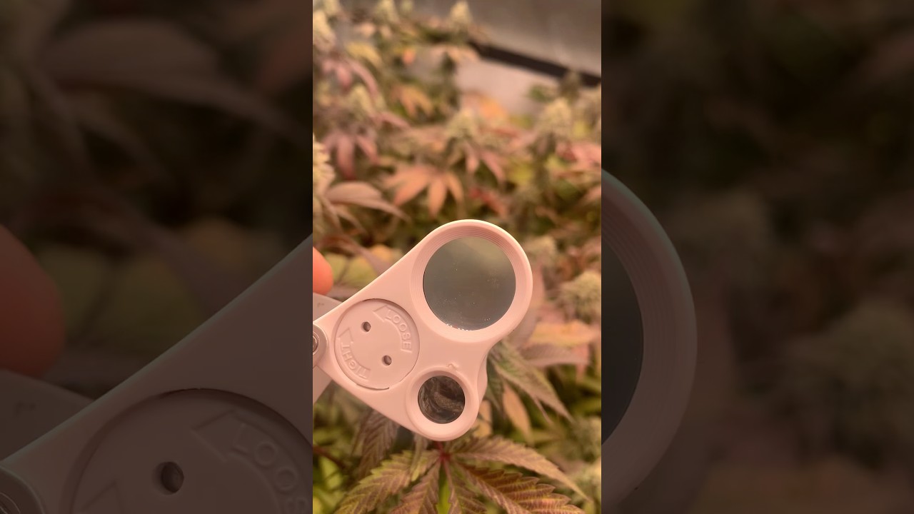 Check the fade! Beautiful indeed 💚👌🏻🌱 @dankofengland 