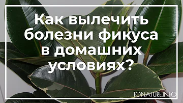 Как вылечить болезни фикуса в домашних условиях? | toNature.Info