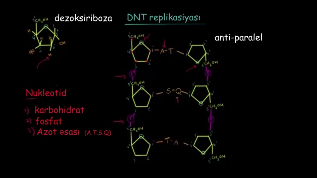 DNT necə replikasiya olunur 1