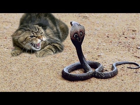 Vídeo: Serpente-flecha: descrição da espécie e suas características