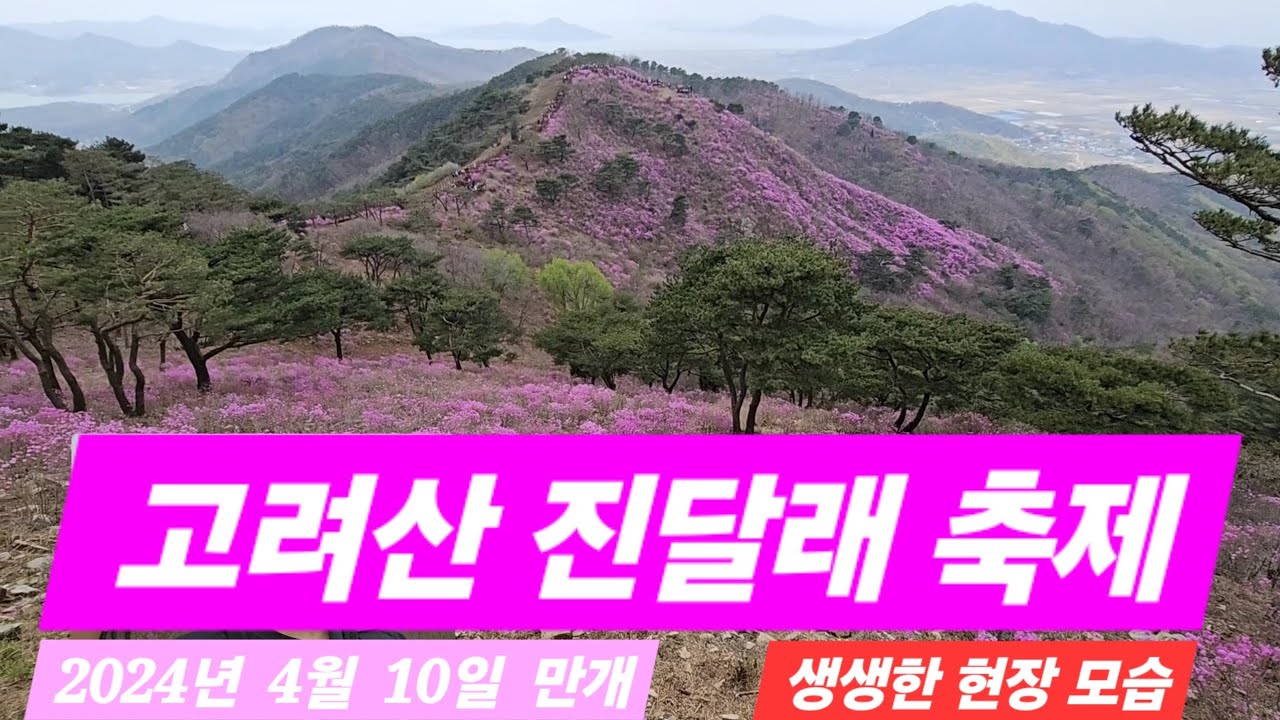 강화도 고려산 진달래꽃 축제 진달래군락지의 생생한 모습 2024년 4월 10일 만개 - YouTube