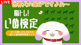 【世界犬の日SP】好きな犬種はポメラニアン！いぬが挑む「脳トレ！いぬ検定」【ててまる】