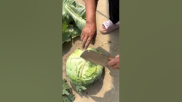 quickly cụt cabbage leaves in the garden #shorts #farming #vegetables