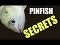 I Have a Degree in Catching Pinfish, 3 Proven Methods That Work