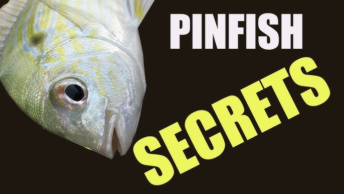 PINFISH TRAPS: How To Easily Catch Dozens Of Pinfish Using Traps