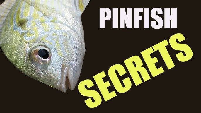 PINFISH TRAPS: How To Easily Catch Dozens Of Pinfish Using Traps 