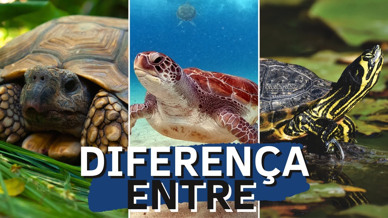Diferença entre TARTARUGA, CÁGADO E JABUTI - YouTube