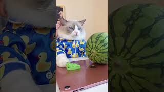 How Cats cooking campillation cats amazing  smart cats  1033