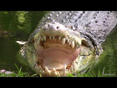 Video: Krokodil: gdje živi? Gdje krokodili žive i što jedu?