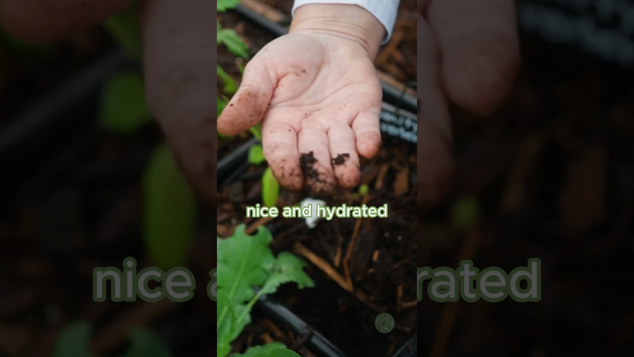 When To Water Your Garden