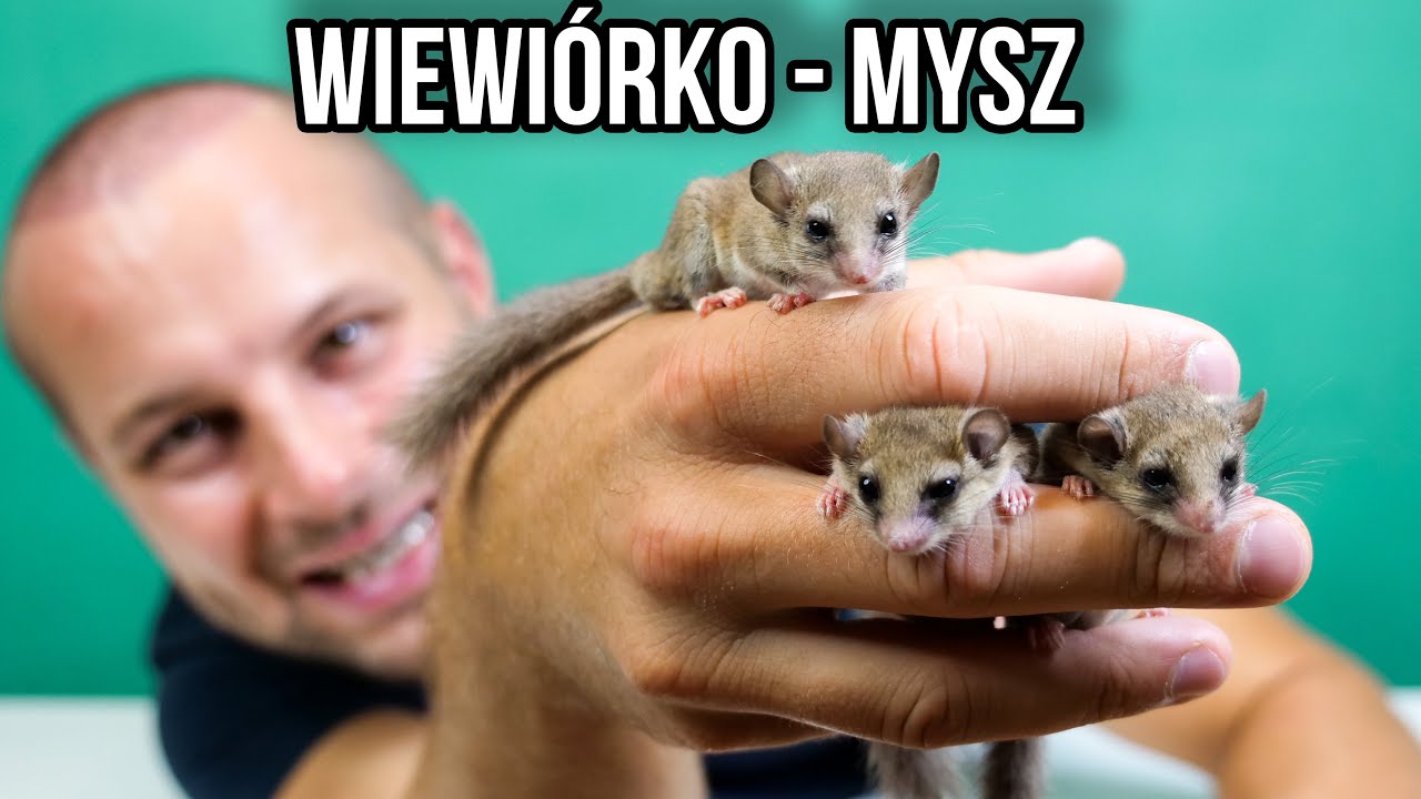 CIEKAWOSTKI O HODOWLI POPIELICY AFRYKAŃSKIEJ W DOMU