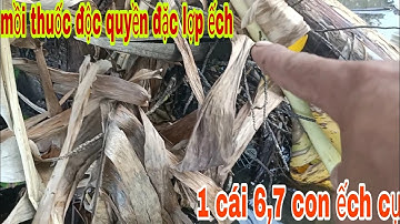 mồi độc quyền đặc lợp ếch,1 cái 6,7 con ếch cụ