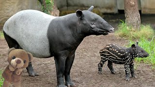 20 Datos Interesantes Sobre Los Tapires Malayos Especial 400 Suscriptores