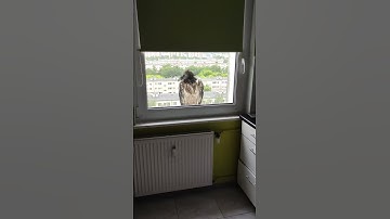 Single Person Spots Rare Bird Waiting at Window