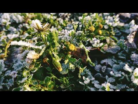 Wideo: Kwiaty, Które Zachwycają Nas Zimą