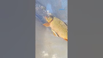 Cá Lớn - dùng Vải vớt dính Cá Chép Khủng 😱 #khacthuyvlogg