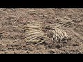 गन्ना कैसे बोया जाता है । How to grow sugarcane | VS Farming