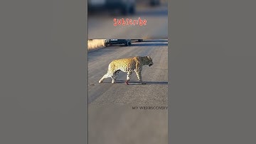 Hungry Leopard Gets Defeated By a Porcupine 😱| #hungryleopard #porcupine #leopardvsporcupine #Shorts
