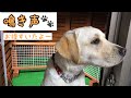 #92 鳴き声（おなかすいたよー）　ラブラドール　きなこ