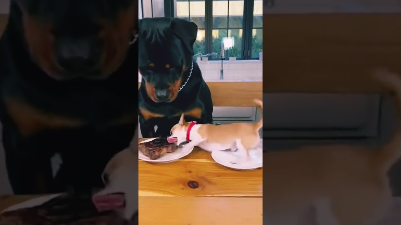 videos compilation super funny fails best most funny funny video