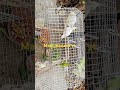 Cocktail colony video #birds #talkingparot #babyanimals #lovebirds #cockatiel 🦜🦜🦜
