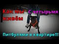 Как мы Живём с Четырьмя Питбулями в Квартире!!!