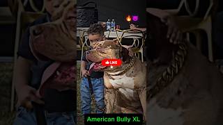 American Bully - Dominant Power