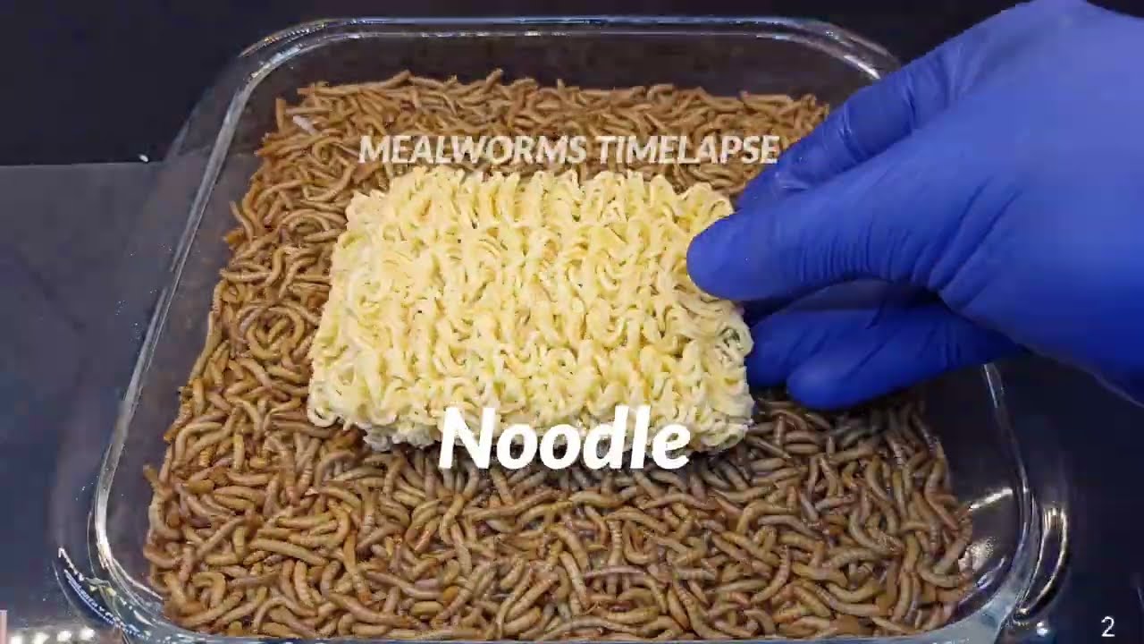 Mealworms vs Noodle (8 days timelapse video in 1 min)