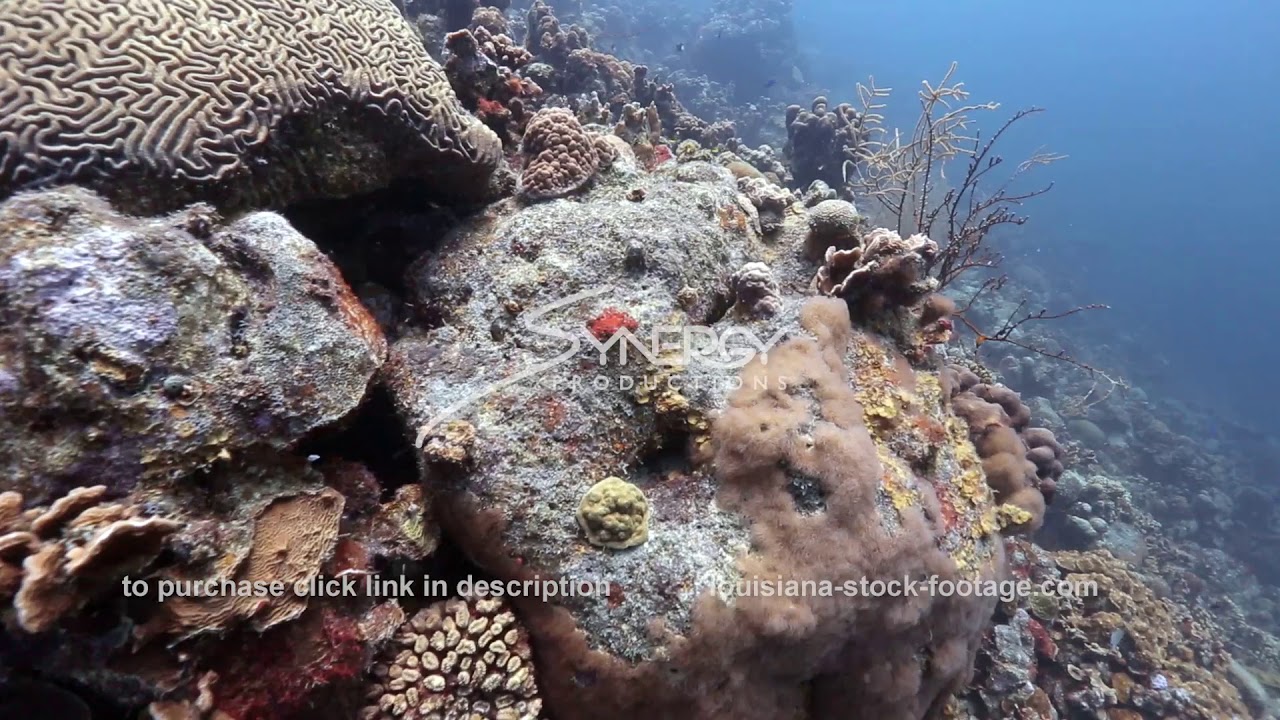 1447 dead brain coral stock footage video of coral reef in caribbean