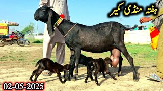 2 May 2026 Today Latest Update-Milking Goats With Kids-Qurbani 2026 K Bakre-Breeders Bakre