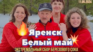 #Яренск - #Ухта …белый май…экстремальный сбор березового сока на майские праздники