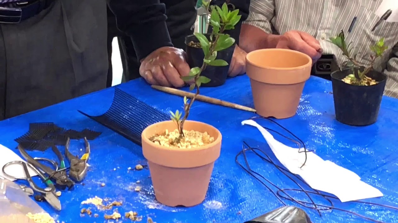 サツキの苗木に針金掛け BONSAI - YouTube