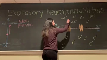 What is the difference between excitatory and inhibitory neurons quizlet?