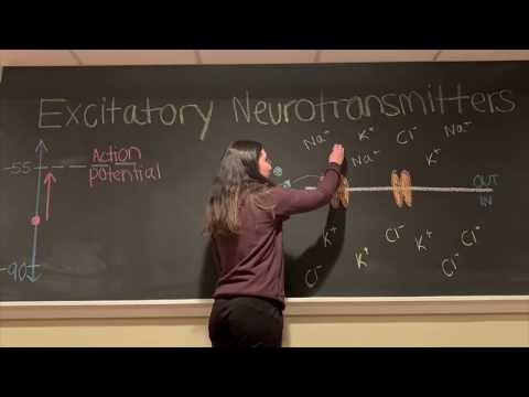 Video: Žadinamųjų Ir Slopinamųjų Neurotransmiterių Skirtumas