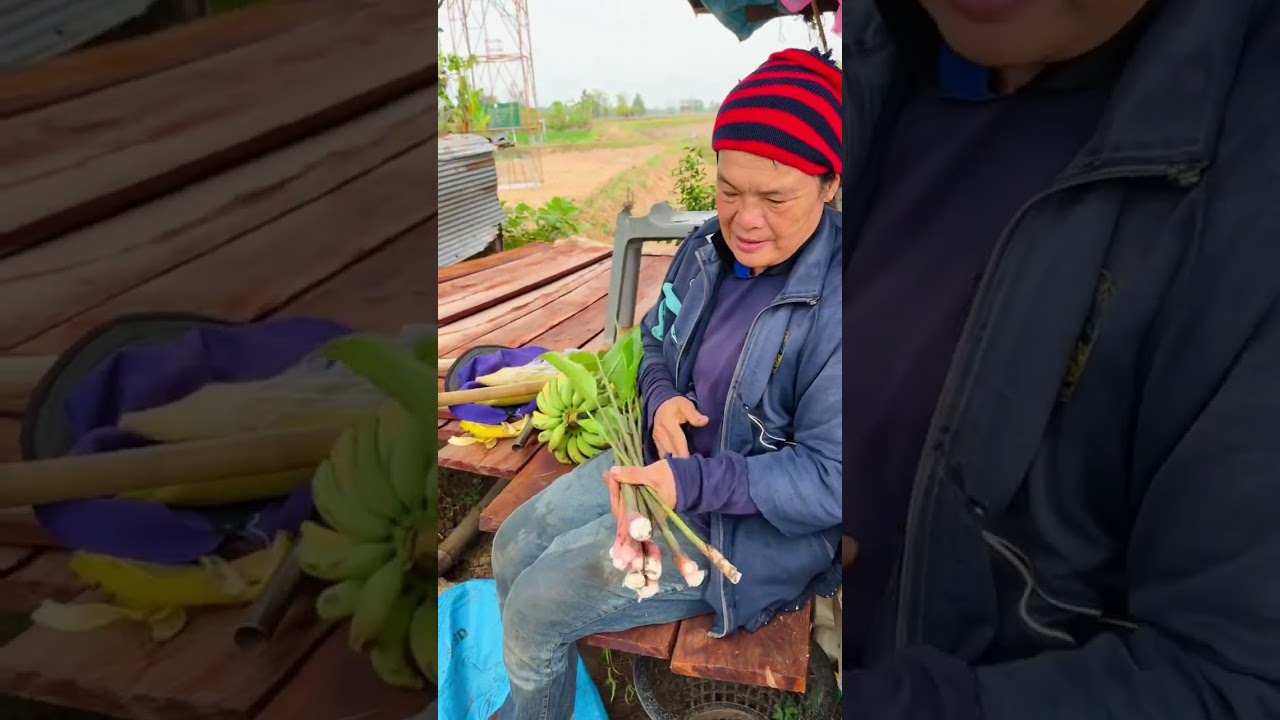 หลังจากฝนตกฮำดอกมะม่วง หน่อข่าขึ้นงามคัก