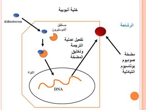 علم تأثير الأدوية 2 الاتحاد المحاضرة الخامسة القشرانيات المعدنية ومضادات القشرانيات
