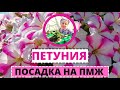 ПЕТУНИЯ правильная посадка на ПМЖ. Преобразование старого кашпо