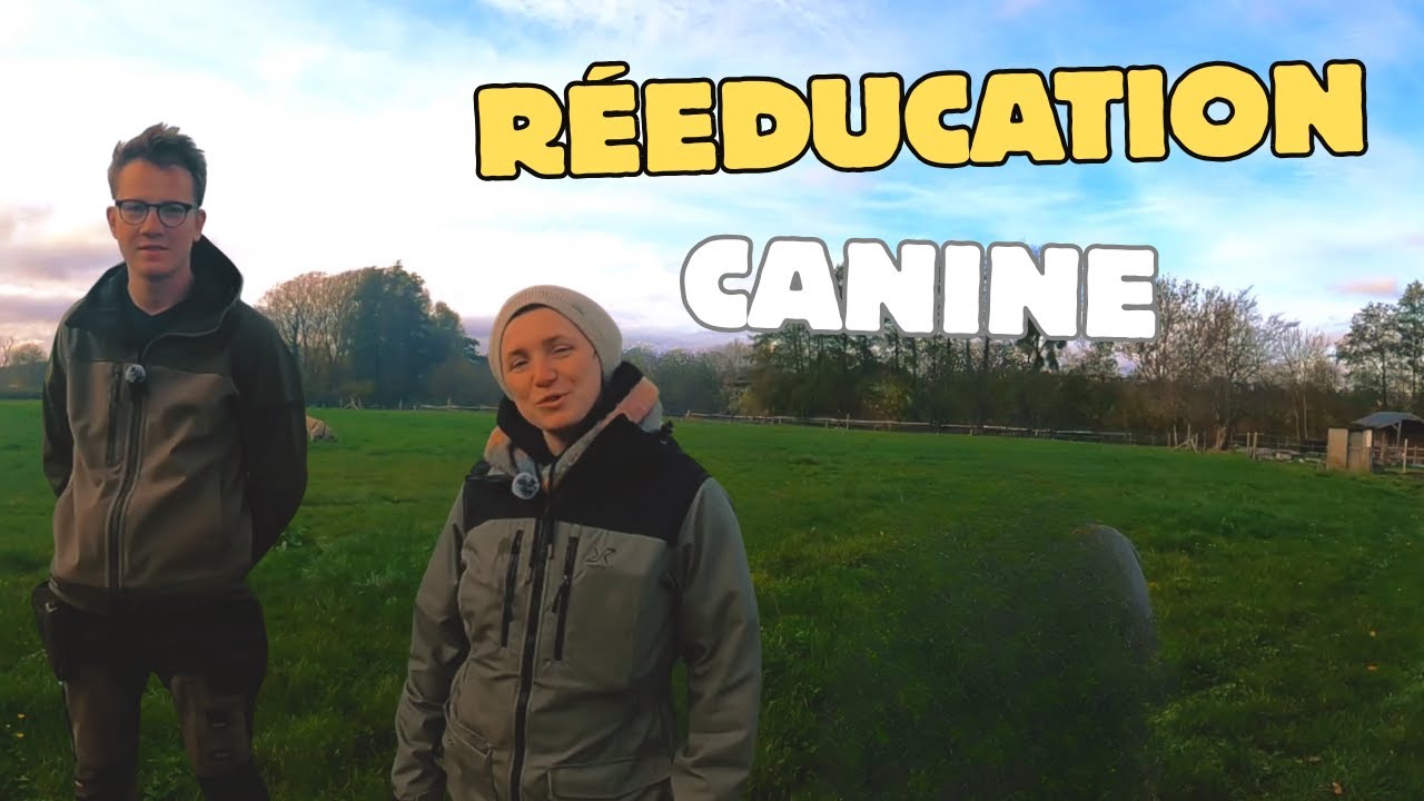 Comportementaliste : voici ce qu’un maître a découvert sur ses chiens