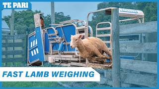 How many sheep can you weigh per hour Racewell Sheep Handler in action!