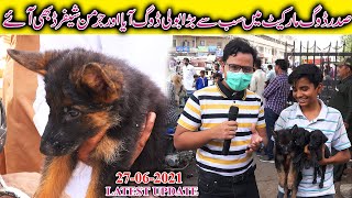 Saddar Sunday Dogs Market Karachi 2762021 German Shepherd Puppy's Labrador Pakistani Bully Dog