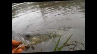 murrumbidgee Cod march 2012.wmv