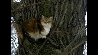 Кошкин дом 2 персонально Мурка Кошкин дом 2 персонально Мурка