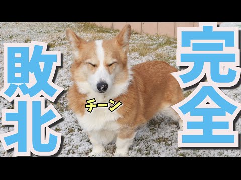 寒さに強い犬種とは思えない行動をするうちのコーギー犬