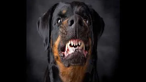 sound dog angry /bunyi anjing marah