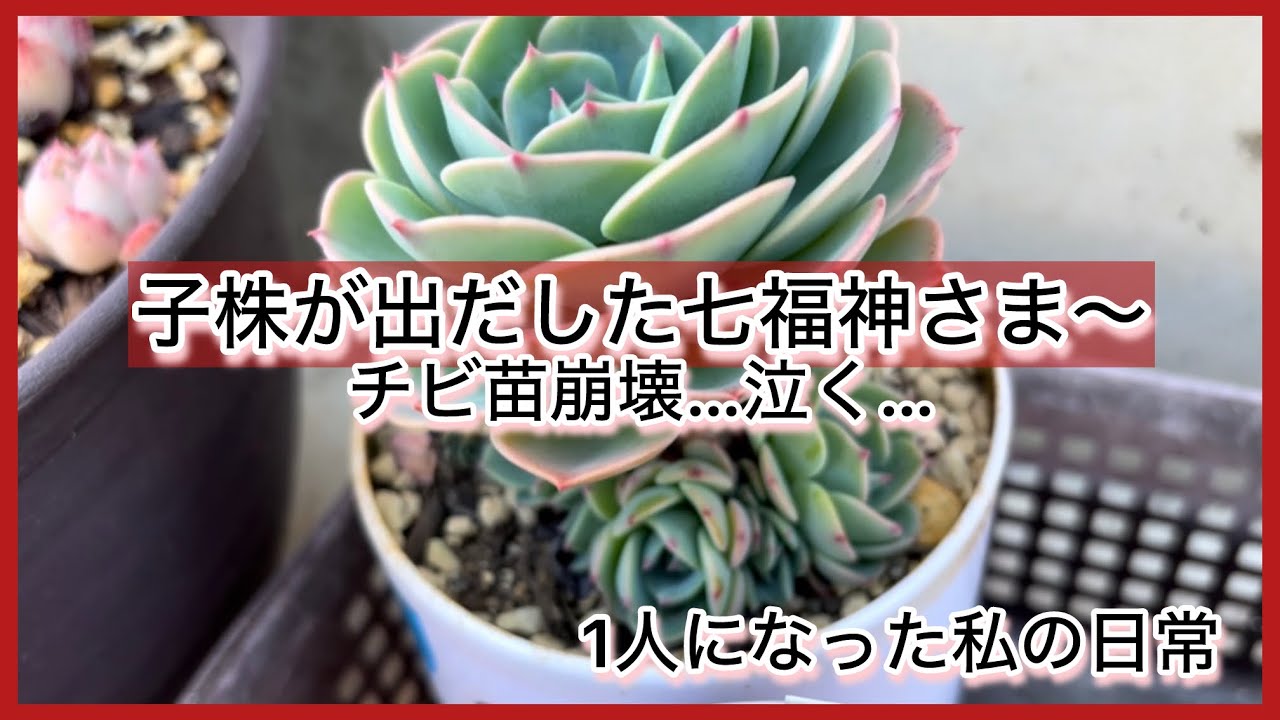多肉植物]子株が出だした七福神さま〜チビ苗崩壊…泣く…今年も始まるん