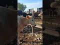 #bazarolsun #cow