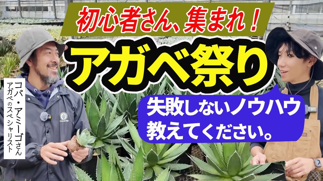 Agave Beginners] We asked a professional who knows agave inside