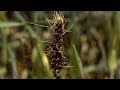 How to control loose smut in wheat field 01 ts tasawar abbas