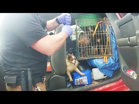 17 Dogs Rescued