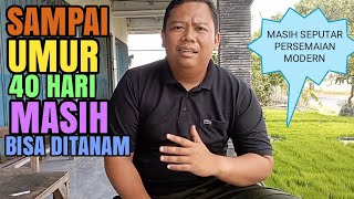 Benih Padi Terlalu Tua?.. Jangan Kuatir Ini Penjelasanya Masih Seputar Persemaian Modern